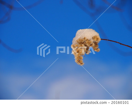 Cotton hat leek saw 1 20160101