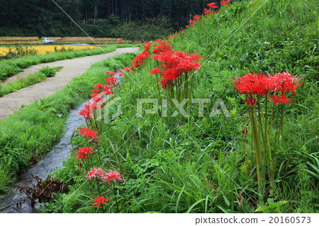 A cluster amaryllis and rice terraces in Tozaki 20160573