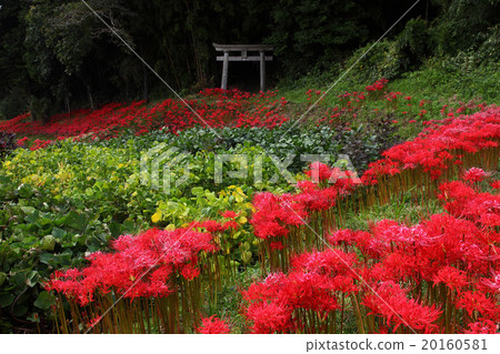 鳥居和Higanbana 鳥居和Higanbana 20160581