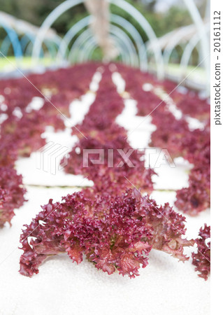 Organic hydroponic vegetable dome garden 20161112