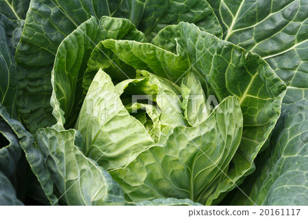 green cabbages,Organic hydroponic vegetable green cabbages,Organic hydroponic vegetable 20161117