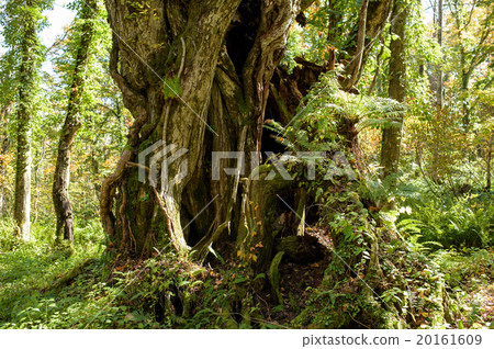 和歌山山形縣的大假髮 20161609