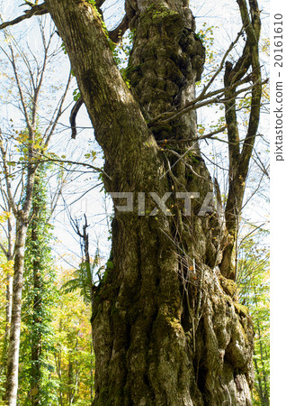 Kurita's old tree "Buddha tree" Yamagata prefecture Kurita's old tree "Buddha tree" Yamagata prefecture 20161610