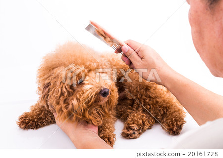 Groomer combing dog, with de-tangled fur on comb 20161728