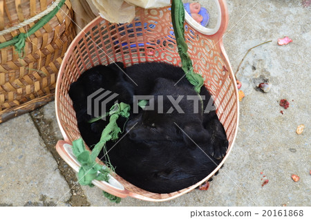 北越南Bakuha花星期一市場小狗睡覺在籃子 20161868