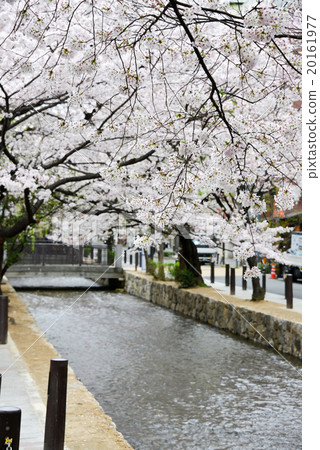 Cherry Blossoms In Kyoto Takase River Stock Photo