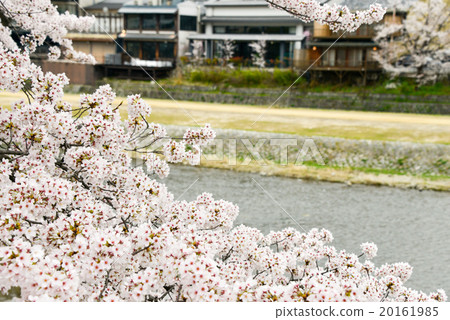 Cherry blossoms in Kyoto 20161985