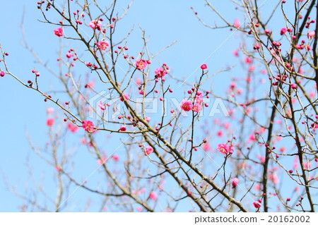 Ume flower 20162002