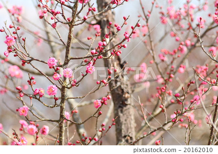 Ume flower Ume flower 20162010