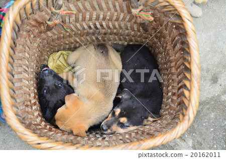 北越南Bakuha花星期一市場小狗睡覺在籃子 20162011