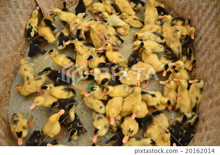 越南北部Bakuha花和尚部落星期天城市小雞 20162014