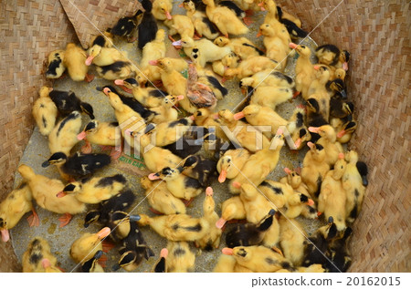 Vietnam Northern Bakuha Flower Monk Tribe Sunday City Chicks 20162015