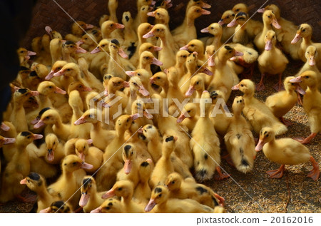 Vietnam Northern Bakuha Flower Monk Tribe Sunday City Chicks Vietnam Northern Bakuha Flower Monk Tribe Sunday City Chicks 20162016