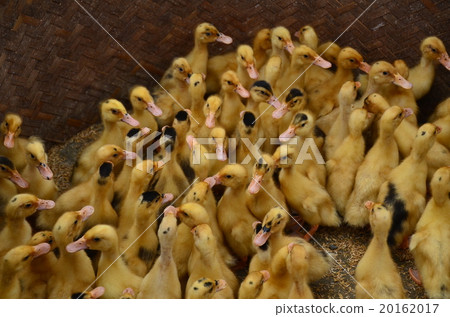 Vietnam Northern Bakuha Flower Monk Tribe Sunday City Chicks Vietnam Northern Bakuha Flower Monk Tribe Sunday City Chicks 20162017