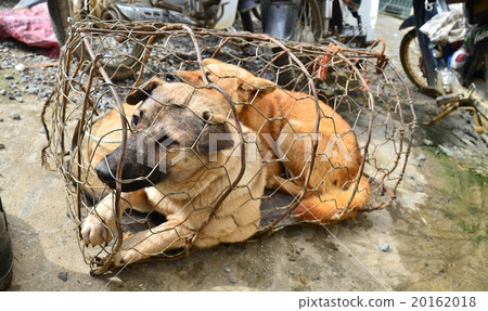 Dog in northern Vietnam Bakuha Flower Mon Tribe Market Basket 20162018