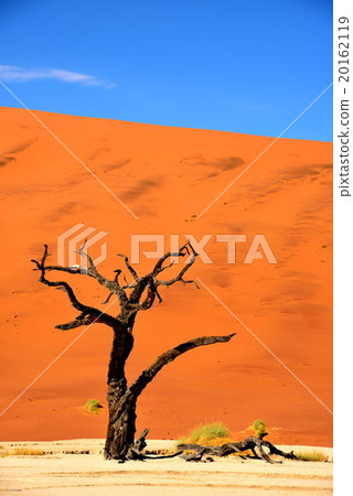 Dead Frey's Tree Dead Frey's Tree 20162119