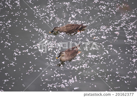 都市櫻桃樹 20162377