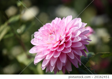 Dahlia flower Dahlia flower 20162451