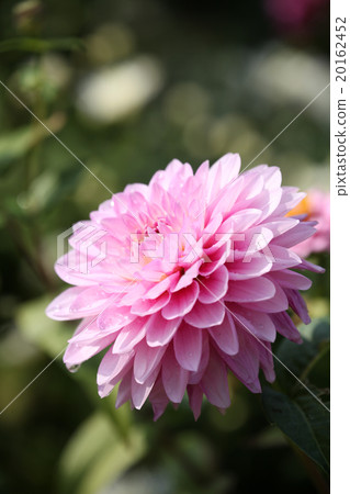 Dahlia flower Dahlia flower 20162452