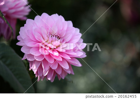 Dahlia flower Dahlia flower 20162455