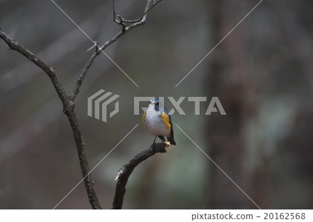 紅脅藍尾鴝 20162568