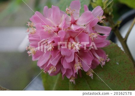 Akabana Hakamanoki 20162578