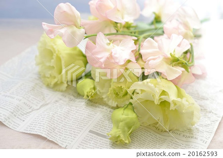 Turkey china and sweet pea Turkey china and sweet pea 20162593