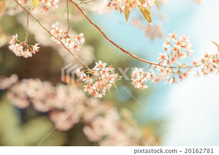Wild Himalayan Cherry spring blossom 20162781