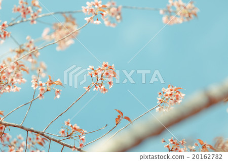Wild Himalayan Cherry spring blossom 20162782