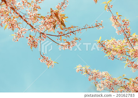 Wild Himalayan Cherry spring blossom 20162783