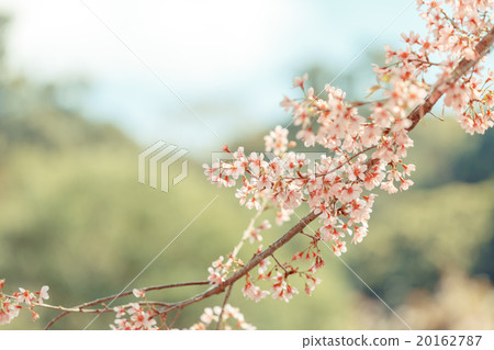 Wild Himalayan Cherry spring blossom Wild Himalayan Cherry spring blossom 20162787