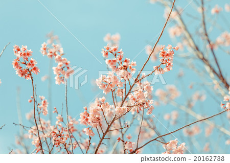 Wild Himalayan Cherry spring blossom 20162788