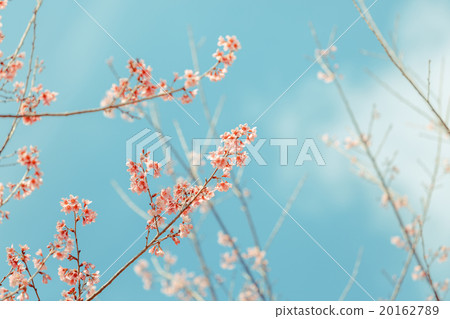 Wild Himalayan Cherry spring blossom Wild Himalayan Cherry spring blossom 20162789
