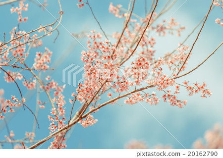 Wild Himalayan Cherry spring blossom Wild Himalayan Cherry spring blossom 20162790