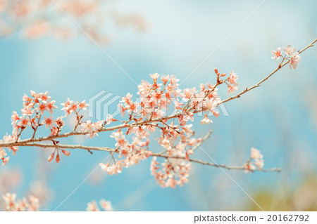 Wild Himalayan Cherry spring blossom Wild Himalayan Cherry spring blossom 20162792