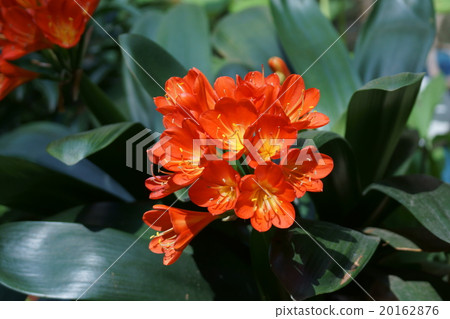 Kimiko Ran real name is Bossi Kunsiran 20162876