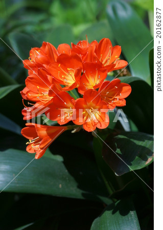 Kimiko Ran real name is Bossi Kunsiran 20162877