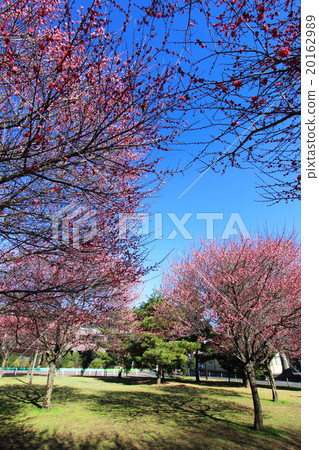 Ashioka Park's plum 20162989