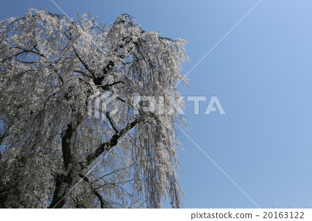 春天櫻花的印象 20163122