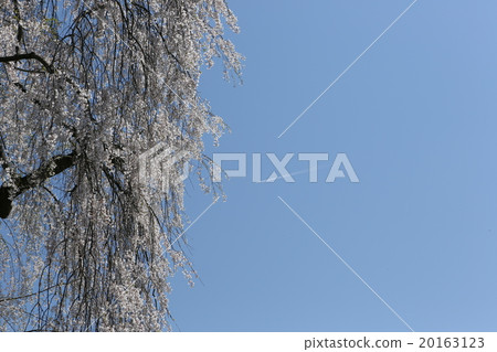 Impression of spring cherry blossoms 20163123