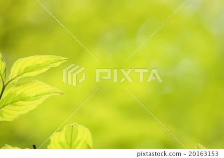 Fresh green dogwood leaves Fresh green dogwood leaves 20163153