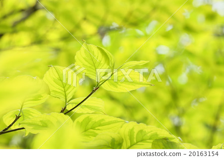 Fresh green dogwood leaves Fresh green dogwood leaves 20163154