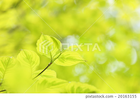 Fresh green dogwood leaves Fresh green dogwood leaves 20163155