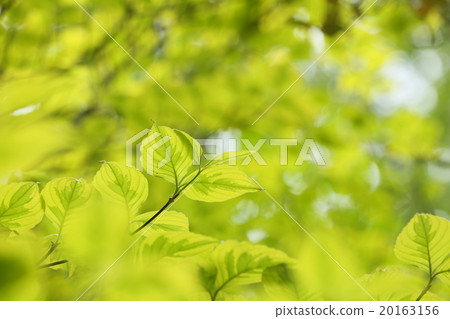 新鮮的綠色山茱萸葉 新鮮的綠色山茱萸葉 20163156