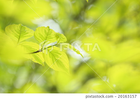 新鮮的綠色山茱萸葉 新鮮的綠色山茱萸葉 20163157