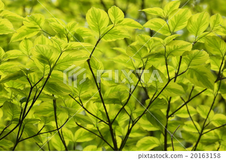 新鮮的綠色山茱萸葉 新鮮的綠色山茱萸葉 20163158