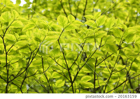 Fresh green dogwood leaves Fresh green dogwood leaves 20163159