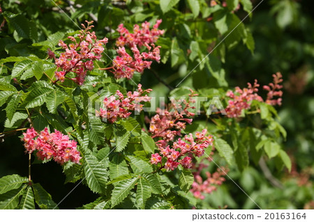 紅花栗子 紅花栗子 20163164