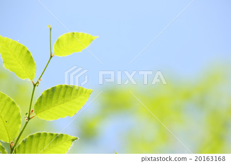 Fresh green beech leaves 20163168