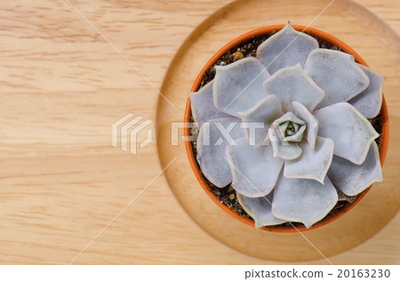 Top view of small succulent plant pot on wooden bo Top view of small succulent plant pot on wooden bo 20163230
